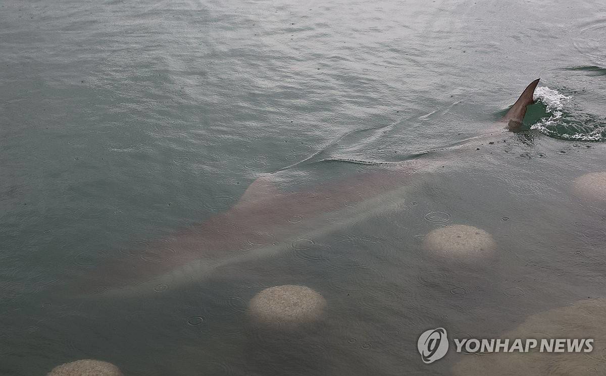 지난 18일 부산 동구 북항 친수공원 수로에서 3∼4m 크기의 무태상어가 헤엄치고 있다 / 연합뉴스