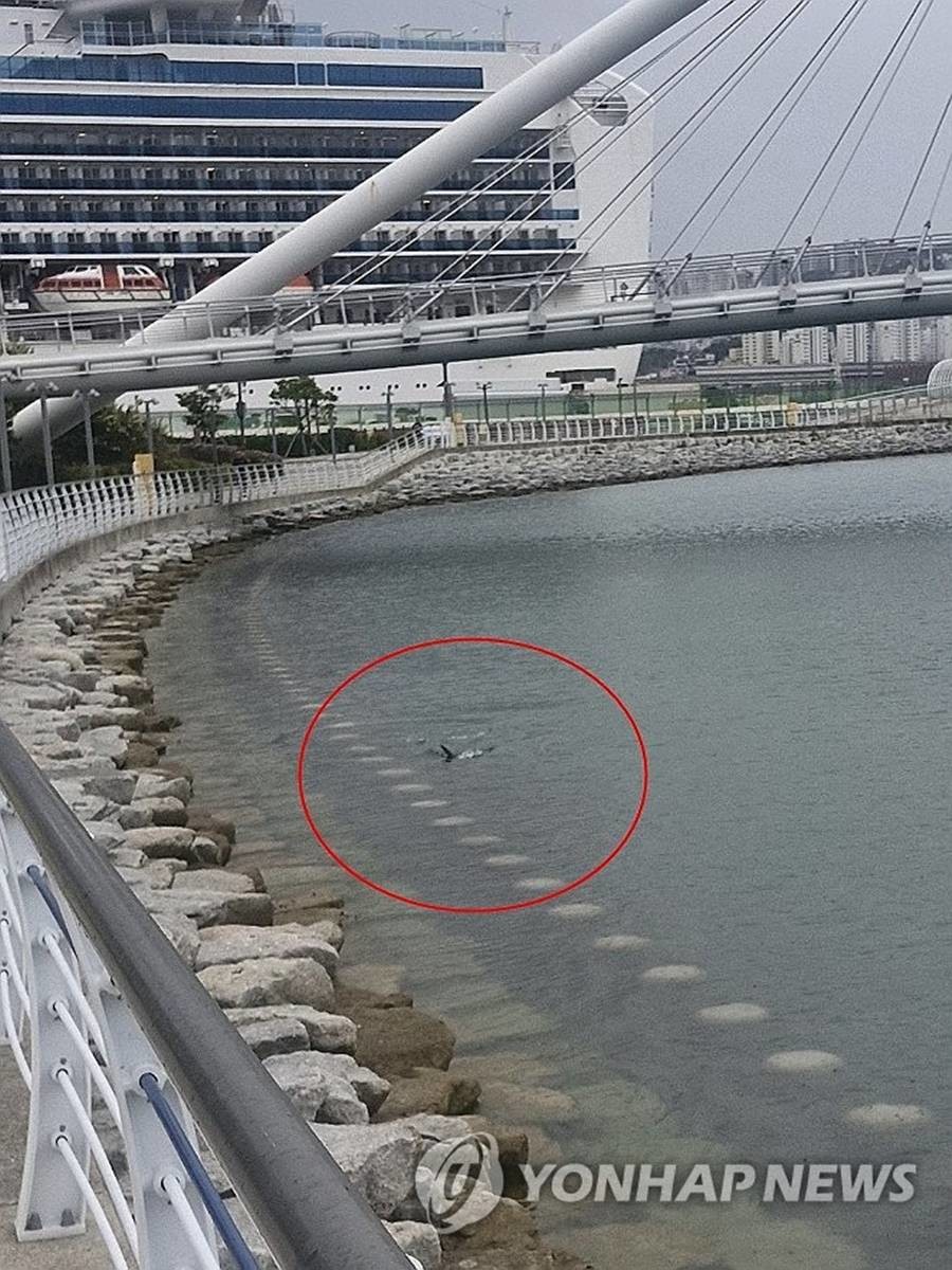지난 18일 오전 부산 북항 친수공원 해변에서 상어가 헤엄치고 있다 / 부산해양경찰서 제공, 연합뉴스