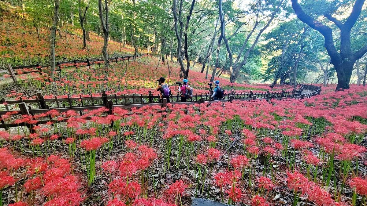 붉은 꽃무릇이 모악산 일대를 물들인 가운데 제27회 함평 모악산 꽃무릇축제가 닷새간의 일정을 마치고 성황리에 막을 내렸다. / 노해섭 기자