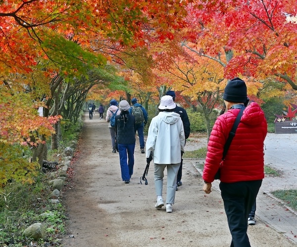 정읍시, 내장산 단풍철 교통·안전 챙긴다…28일간 현장 대책 추진