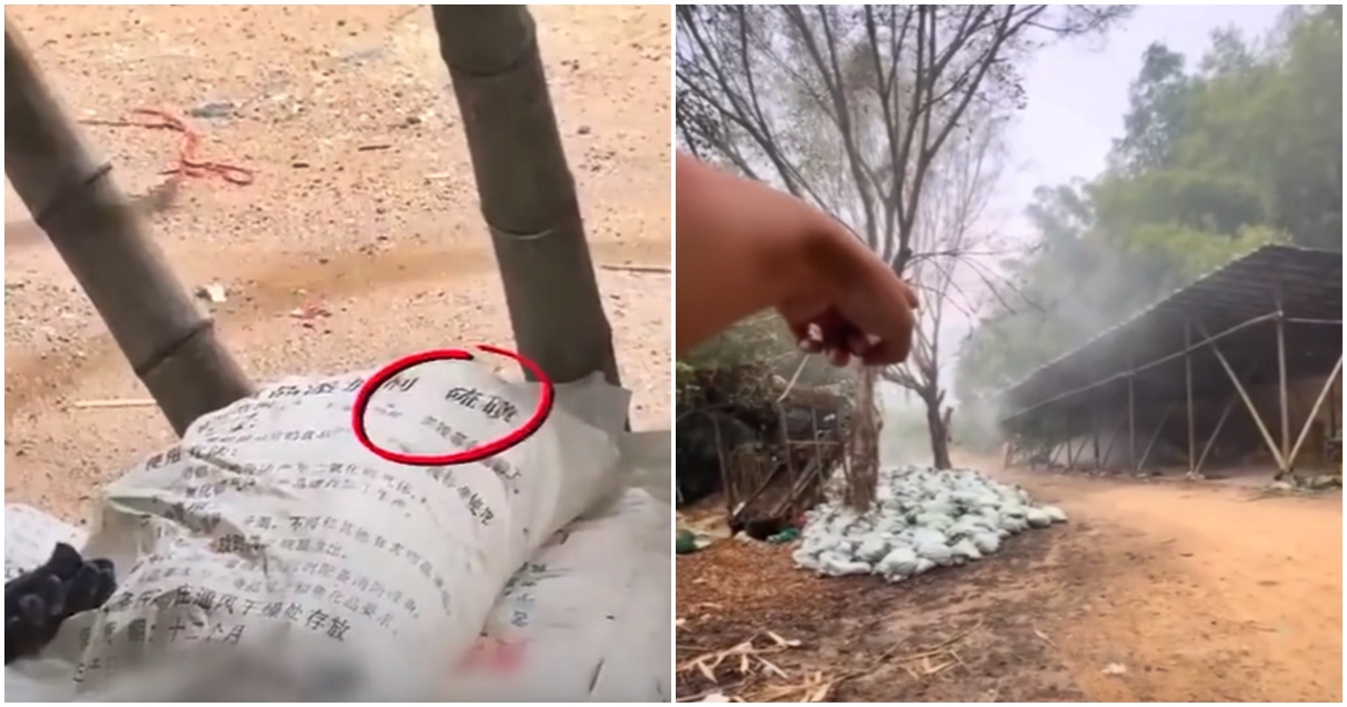 유황 들이부어... 중국산 죽순의 충격적인 생산 실태 폭로됐다, 국내는 안전할까?