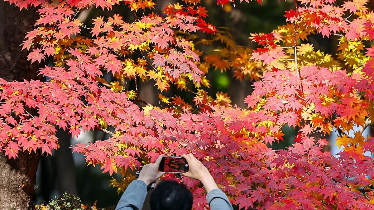올가을 '단풍 절정' 날짜 나왔다…설악산부터 한라산까지 총정리 (사진)