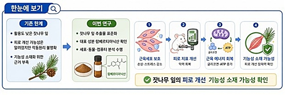 해당 연구 개요. 잣나무 잎 추출물의 효능을 국내 연구진이 확인해 주목받고 있다. 한국한의학연구원은 한의약융합연구부 이미영 박사 연구팀이 잣나무 잎 추출물이 근육 에너지 대사와 미토콘드리아 관련 기능을 회복해 피로를 개선할 가능성을 확인했다고 최근 밝혔다. 이와 관련해 이미영 박사는 '활용도가 낮았던 잣나무 잎이 근육 피로 개선을 위한 기능성 소재로 활용될 가능성을 확인했다'라고 밝혔다. 그러면서 '고부가가치 항피로 기능성 소재로 전환할 수 있는 과학적 근거를 제시했다는 점에서 의미가 있다'라고 설명했다. / 한국한의학연구원 제공