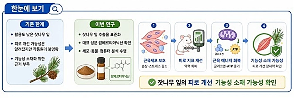 해당 연구 개요. 잣나무 잎 추출물의 효능을 국내 연구진이 확인해 주목받고 있다. 한국한의학연구원은 한의약융합연구부 이미영 박사 연구팀이 잣나무 잎 추출물이 근육 에너지 대사와 미토콘드리아 관련 기능을 회복해 피로를 개선할 가능성을 확인했다고 최근 밝혔다. 이와 관련해 이미영 박사는 '활용도가 낮았던 잣나무 잎이 근육 피로 개선을 위한 기능성 소재로 활용될 가능성을 확인했다'라고 밝혔다. 그러면서 '고부가가치 항피로 기능성 소재로 전환할 수 있는 과학적 근거를 제시했다는 점에서 의미가 있다'라고 설명했다. / 한국한의학연구원 제공
