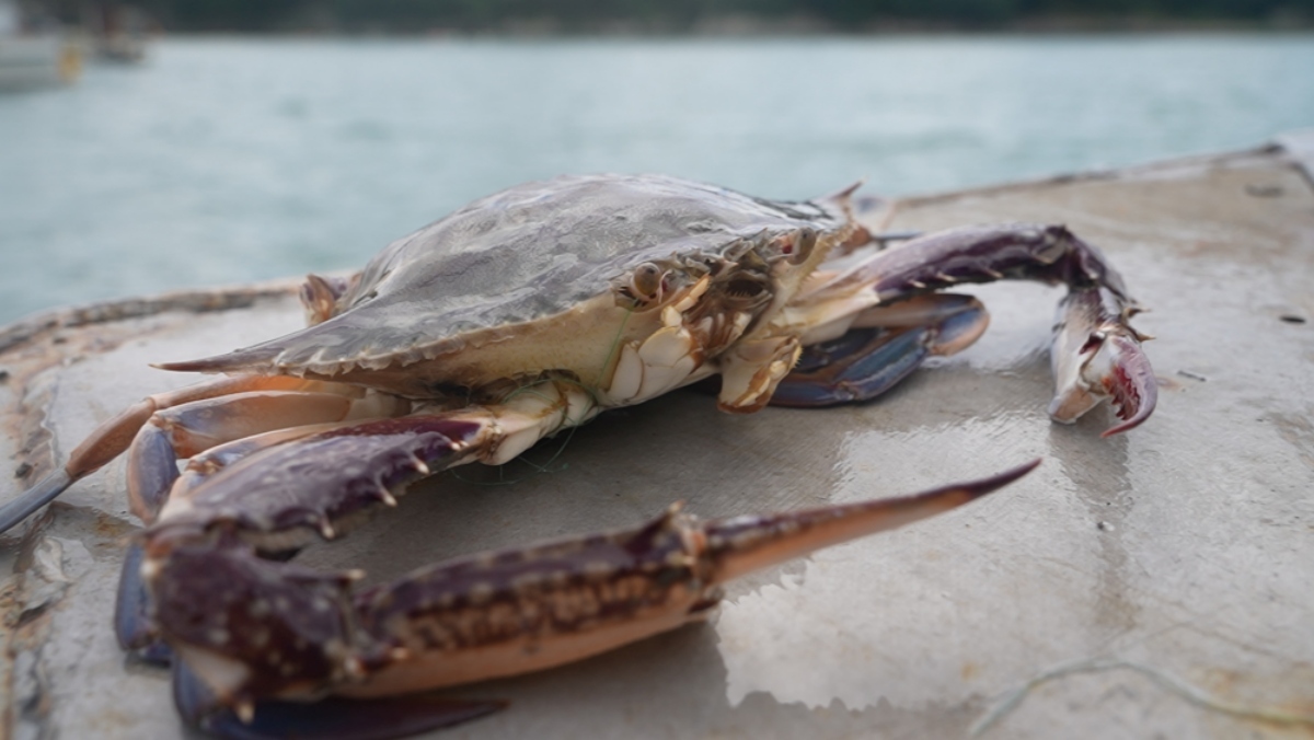 한국기행 '제대로 물올랐네’ 2부…제철 꽃게 맛을 알아?