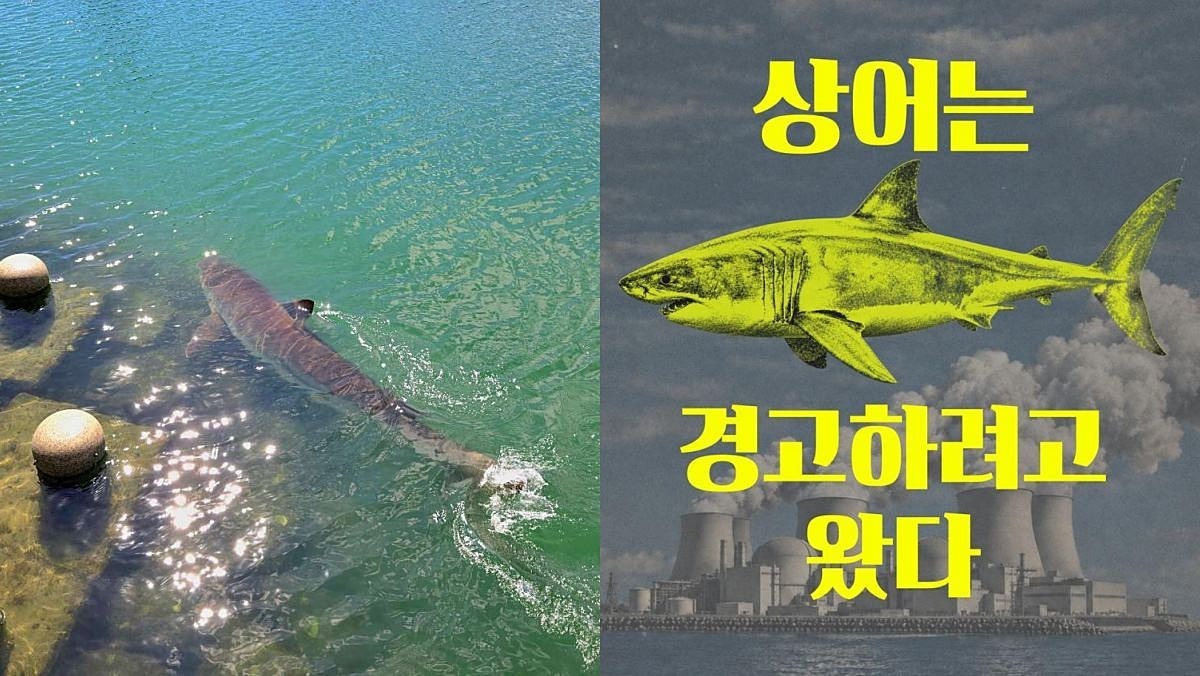 부산시장까지 "상어 예뻐 죽겠다" 반겼는데… "지금 즐길 때 아냐" 경고한 이들, 왜?