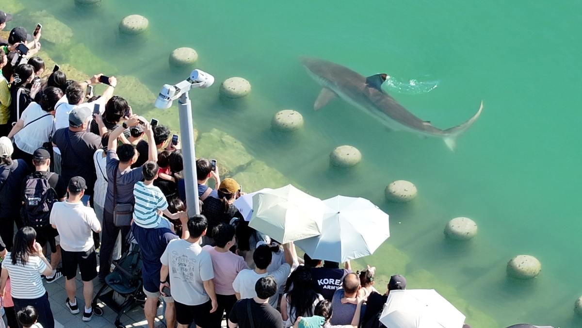 지난 20일 부산 동구 부산항 북항 친수공원 수로에 출몰한 상어를 시민들이 카메라로 담고 있다. / 연합뉴스