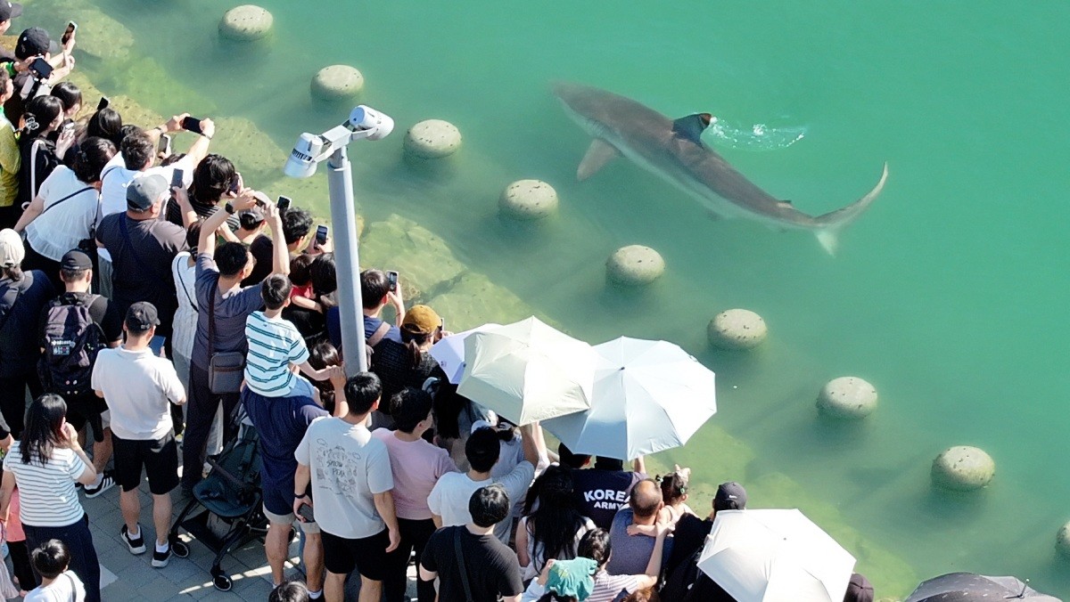지난 20일 부산 동구 부산항 북항 친수공원 수로에 출몰한 상어를 시민들이 카메라로 담고 있다. / 연합뉴스