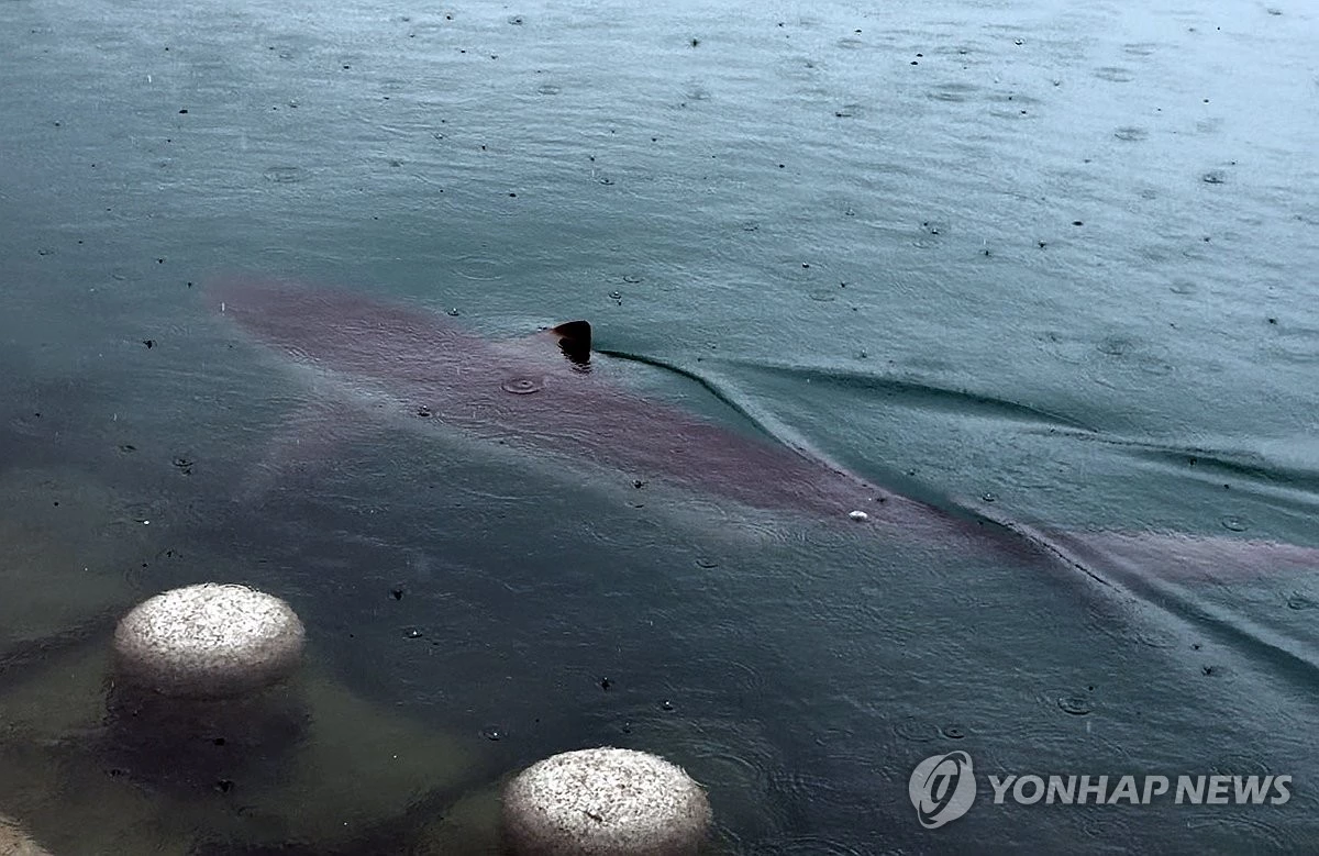 26일 부산 동구 북항 친수공원 인공수로에서 상어 '부캉이'가 등 지느러미를 노출한 채 유영하고 있다.  / 연합뉴스
