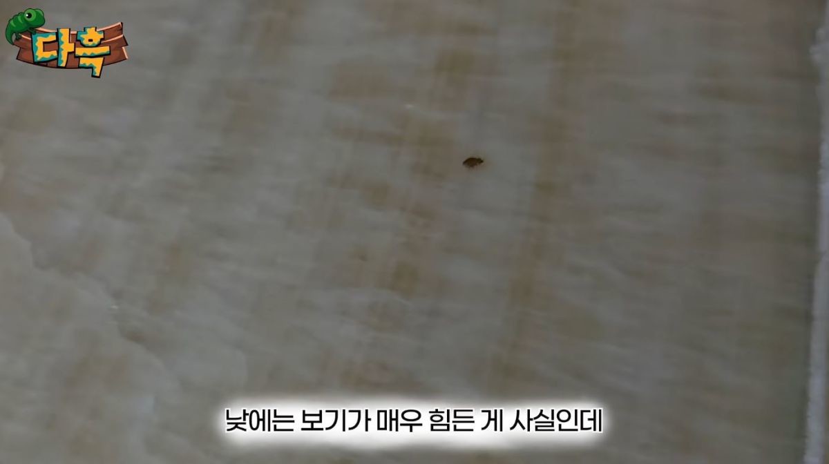 유튜브 '다흑'