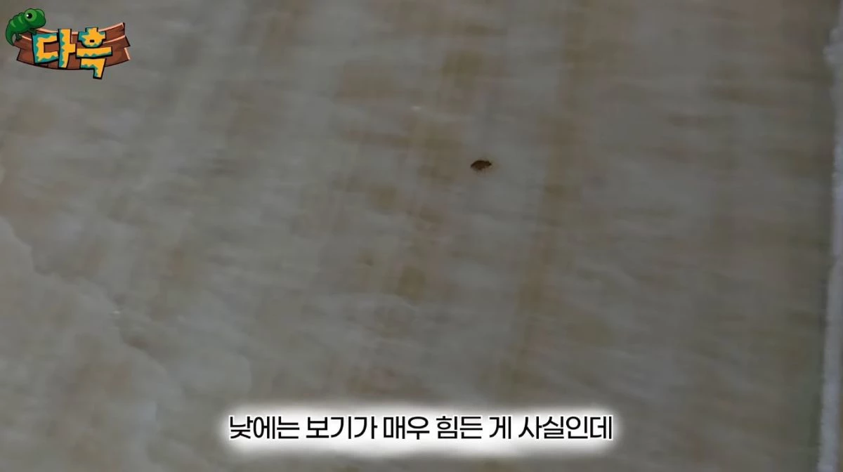 유튜브 '다흑'
