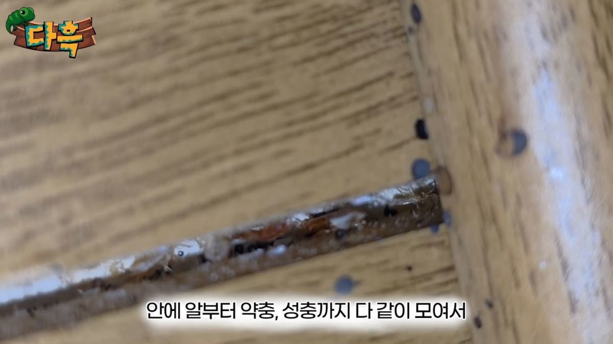 유튜브 '다흑'
