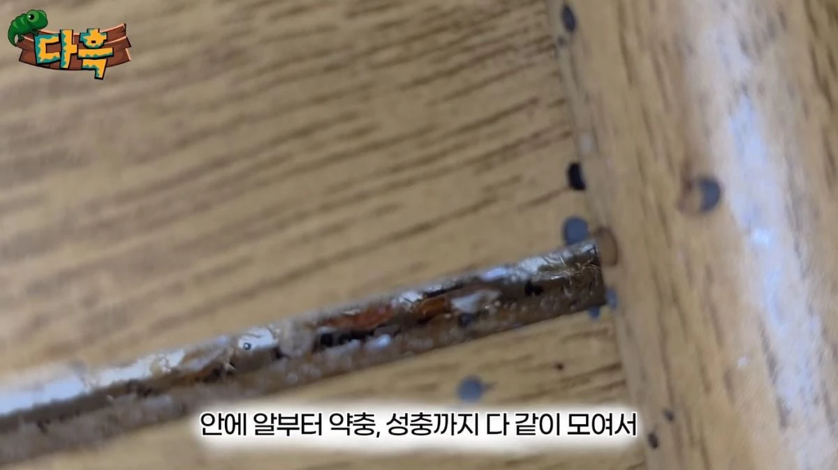 유튜브 '다흑'