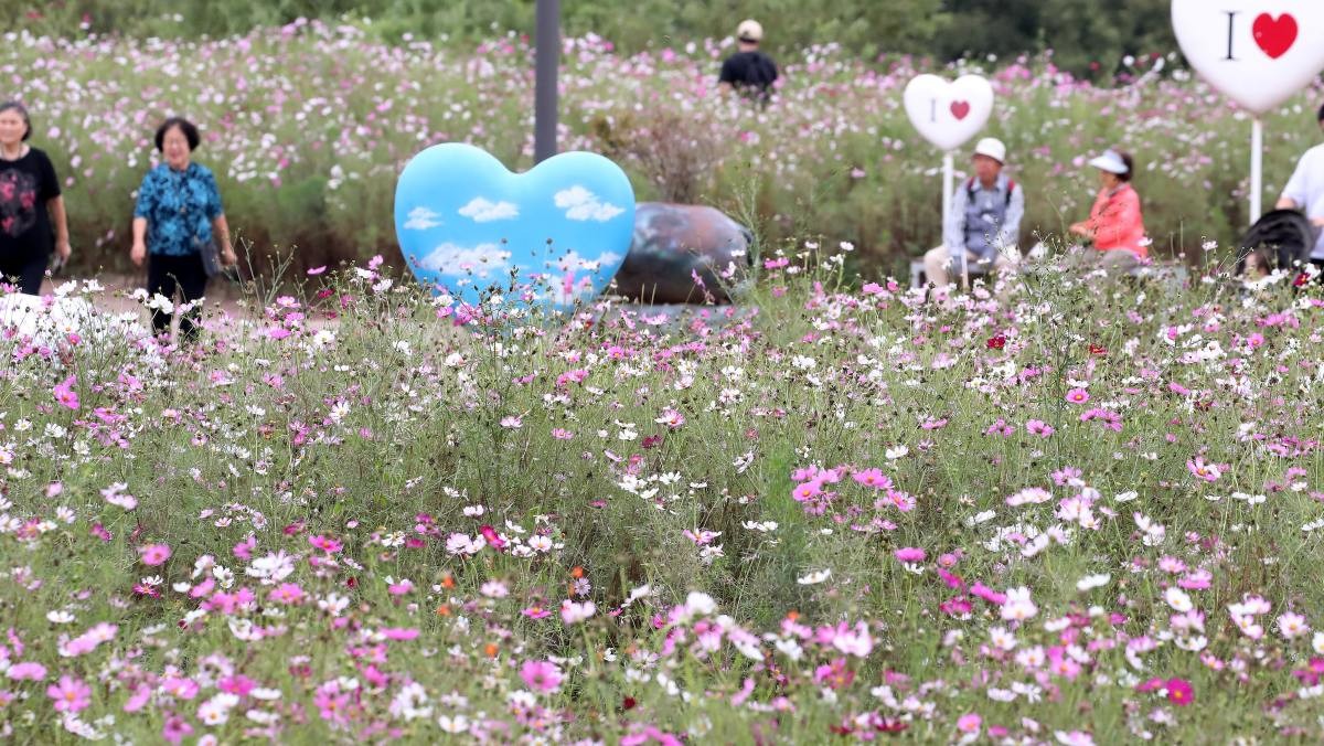 경북 경산시 하양읍 금호강 대부잠수교 인근 하양경관농업단지를 찾은 시민들이 코스모스를 따라 산책하며 완연한 가을을 만끽하고 있다. / 뉴스1