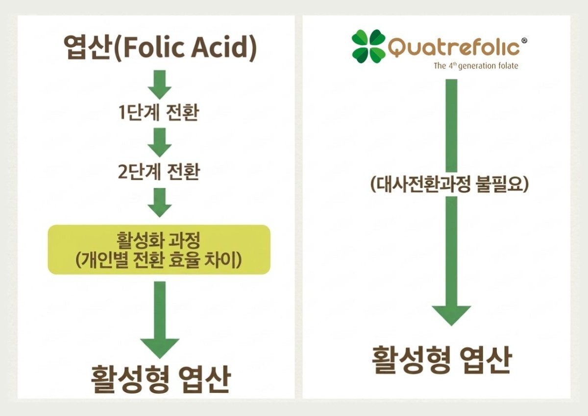 일반 엽산과 콰트레폴릭이 각각 활성형 엽산으로 전환되는 과정