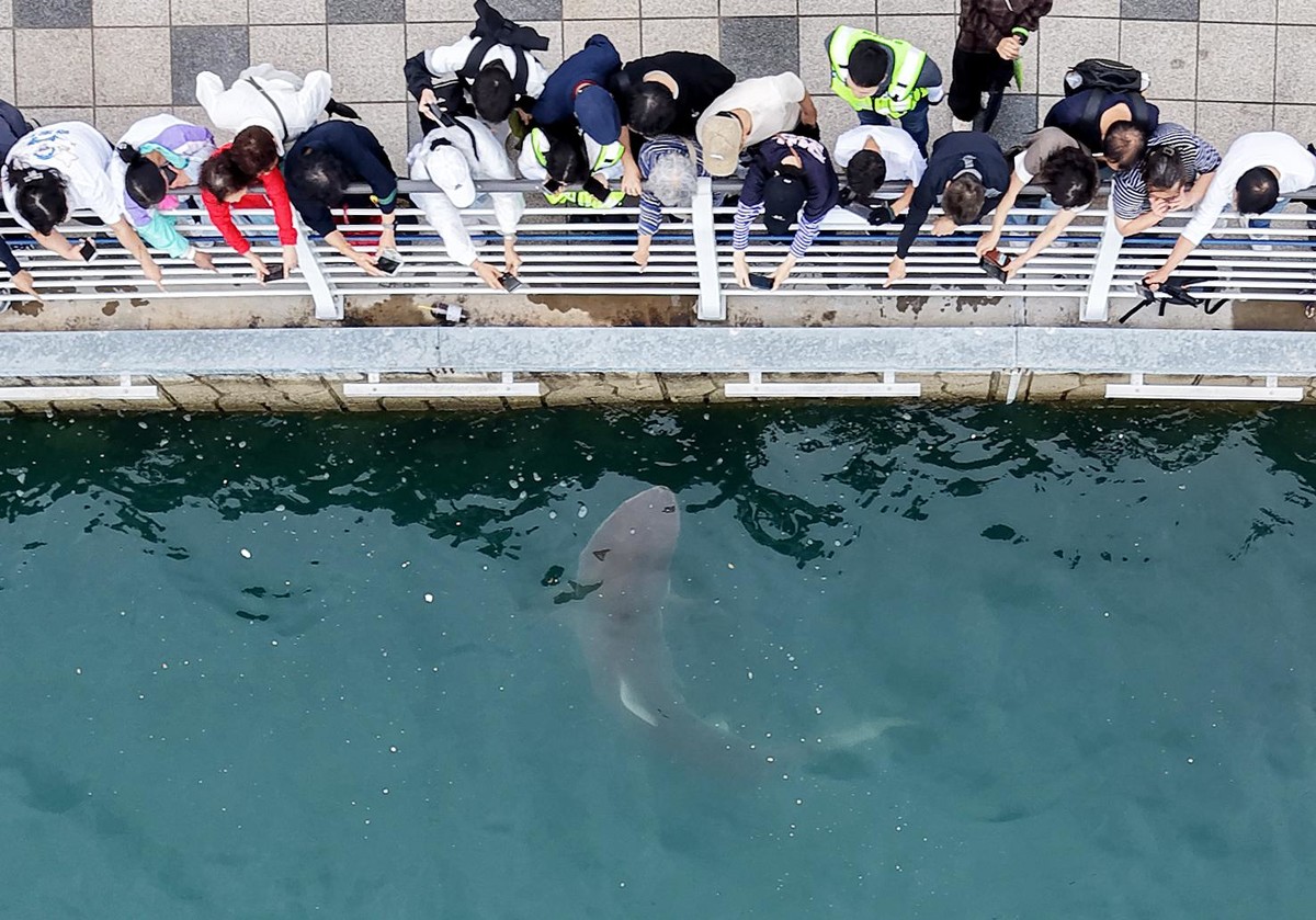 부산 상어 '부캉이' 내보내는 작업 중단 (이유) 