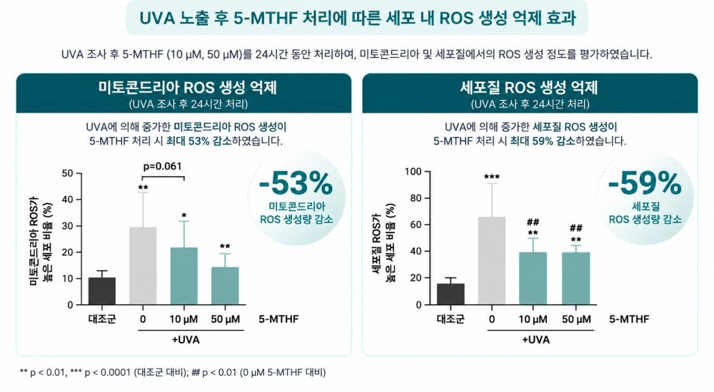 UVA 노출 전후 5-MTHF 처리에 따른 세포 내 ROS 생성 억제 효과