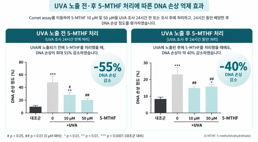 UVA 노출 전후 5-MTHF 처리에 따른 DNA 손상 억제 효과