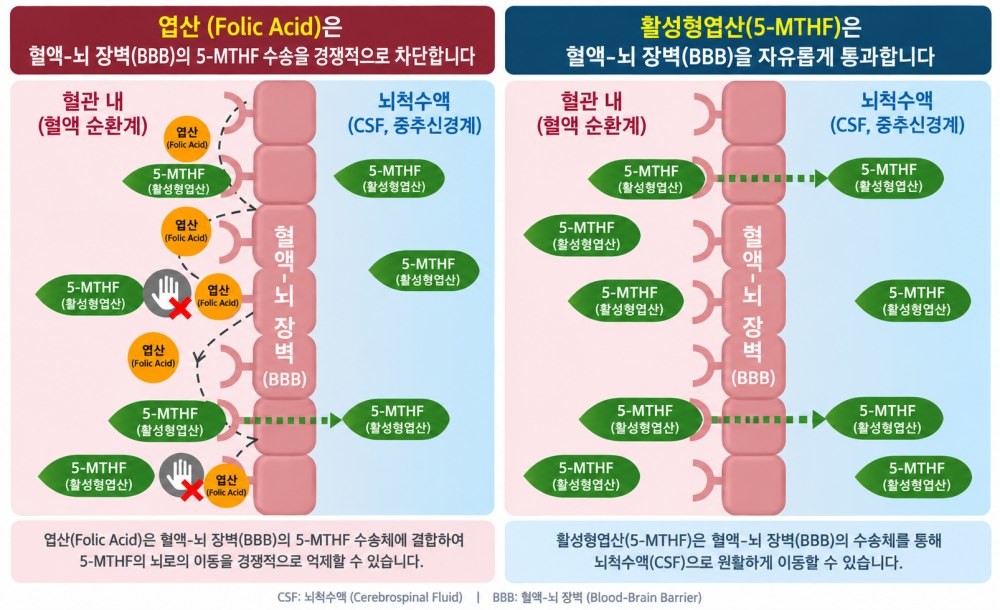 엽산과 활성형 엽산 차이
