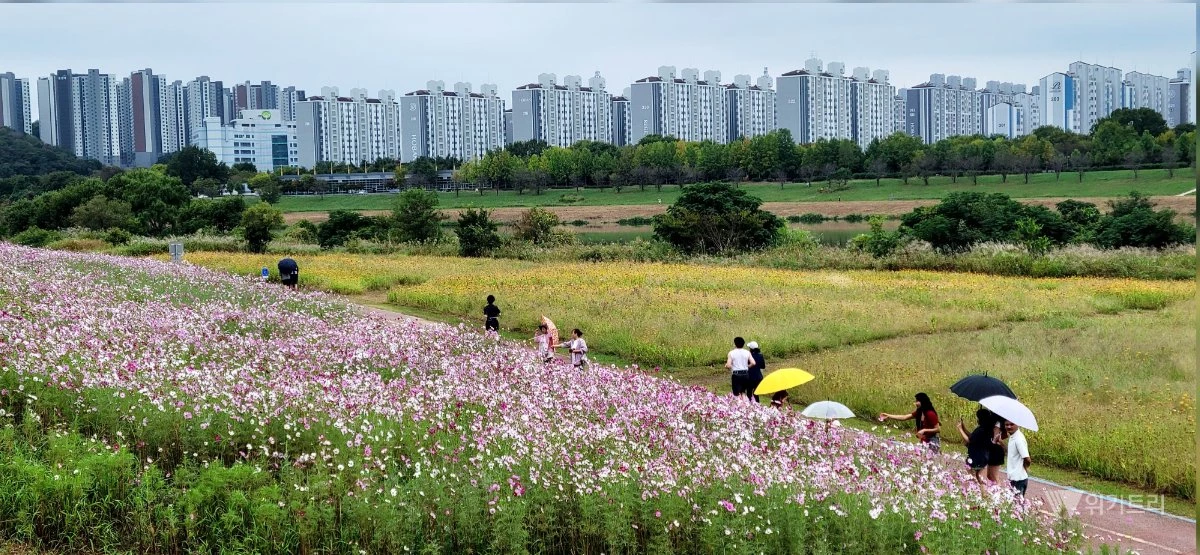 완연한 가을 날씨를 보인 30일 오전 전남광주통합특별시 북구 신용동 거징이쉼터 인근 영산강변에 코스모스가 만개해 산책 나온 시민들의 눈길을 사로잡고 있다. / 노해섭 기자