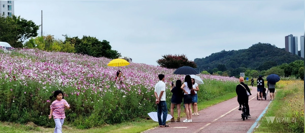 완연한 가을 날씨를 보인 30일 오전 전남광주통합특별시 북구 신용동 거징이쉼터 인근 영산강변에 코스모스가 만개해 산책 나온 시민들의 눈길을 사로잡고 있다. / 노해섭 기자