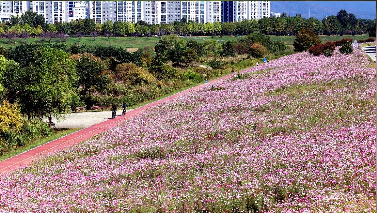 완연한 가을 날씨를 보인 30일 오전 전남광주통합특별시 북구 신용동 거징이쉼터 인근 영산강변에 코스모스가 만개해 산책 나온 시민들의 눈길을 사로잡고 있다. / 광주시 북구