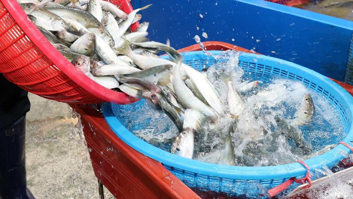 경북 포항시 죽도어시장에서 전어 판매를 준비하는 상인 / 뉴스1