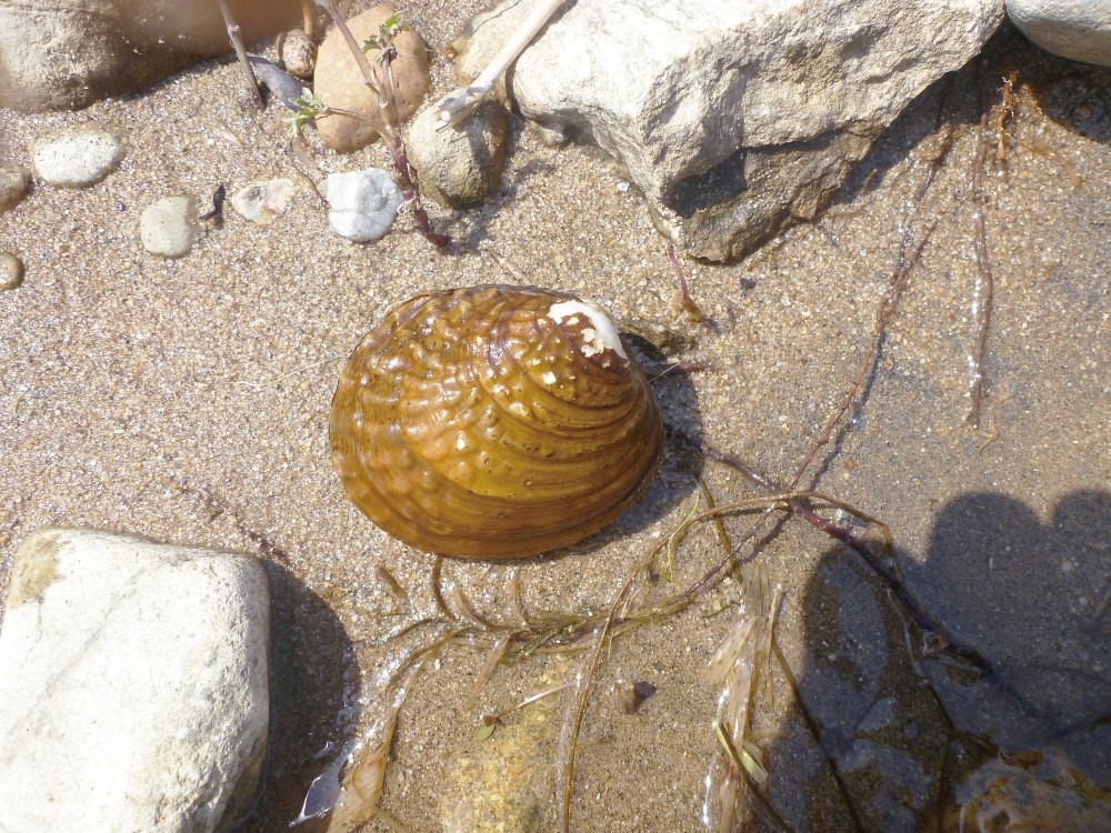 두드럭조개는 원형에 가깝다. 껍데기는 두껍고 단단하며 표면에는 나이테처럼 동심원 모양의 성장맥이 새겨져 있다. 껍데기 위쪽에는 울퉁불퉁한 돌기가 많이 솟아 있다. 바깥 면은 황색 바탕에 녹갈색이 감돌고 안쪽 면은 진주처럼 은은한 광택을 낸다. 길이는 약 9.1㎝, 높이 약 7.4㎝, 폭 약 4.5㎝ 크기로, 국내 민물에 사는 이매패류 가운데 중·대형종으로 분류된다. / 국립생물자원관 제공