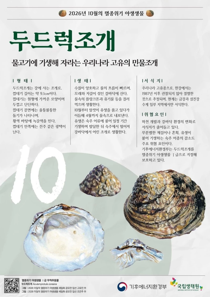 10월의 멸종위기 야생생물로 선정된 '두드럭조개' 관련 자료이미지. 두드럭조개는 한반도에만 분포하는 고유종이다. 과거에는 한강에서도 발견됐지만 1987년 채집된 것을 마지막으로 추가 기록이 나오지 않아, 한강에서는 절멸한 것으로 추정된다. 현재는 금강과 섬진강 수계 일부 지역에서만 서식이 확인된다.