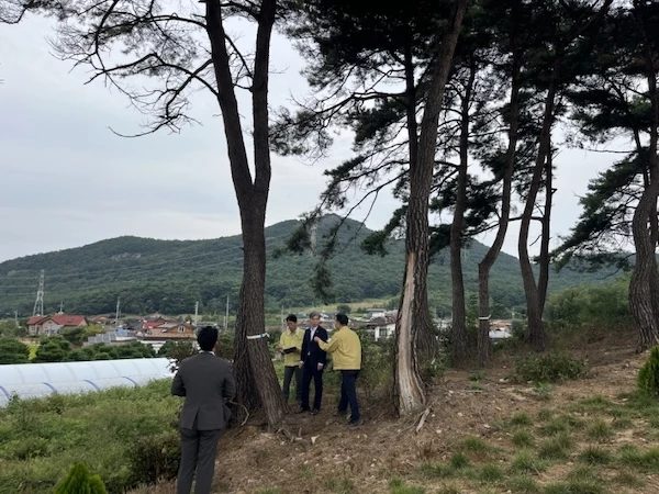 김영식 고창군 부군수, 소나무재선충병 피해현장 점검 / 고창군