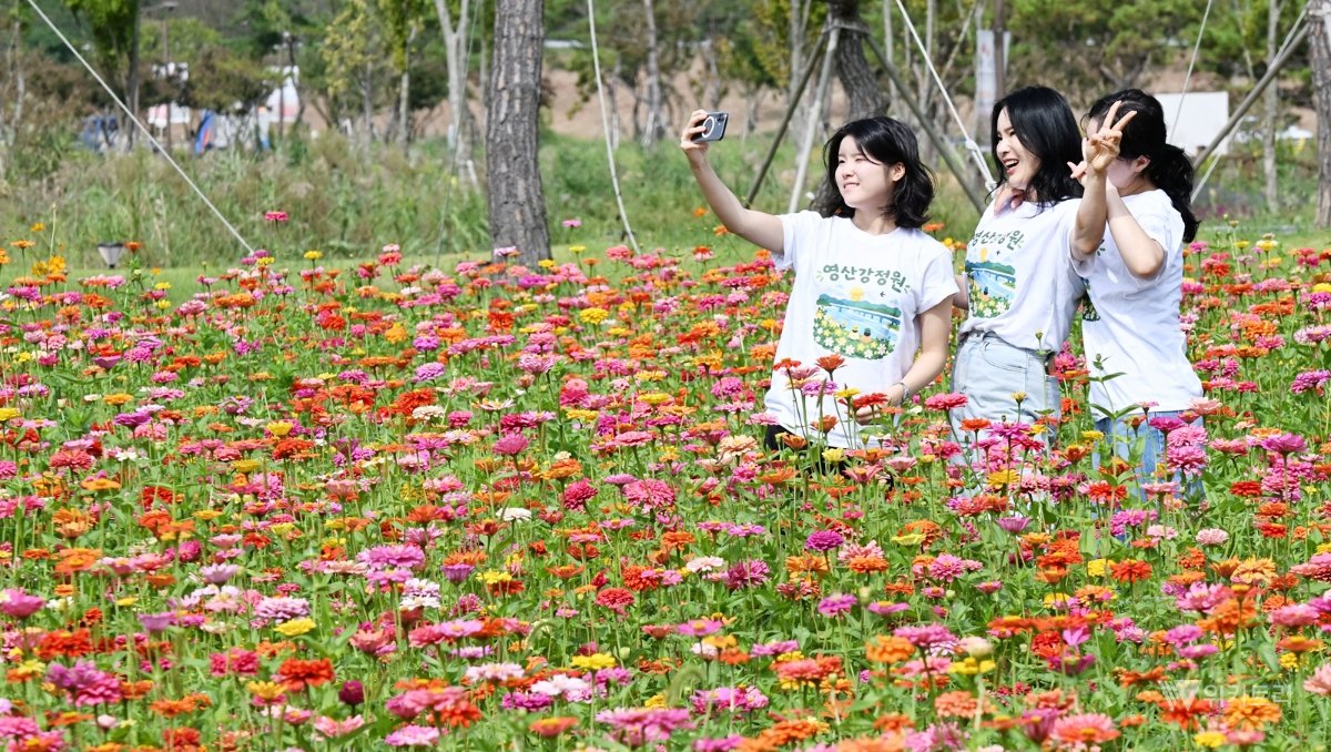 나주 영산강정원, 가을꽃 물결 속 생태 포토존 ‘활짝’