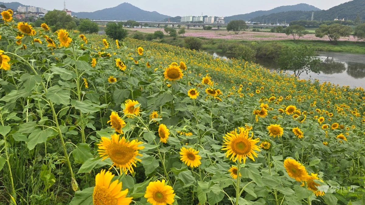 영산강 들섬 입구 사면에 핀 해바라기가 만개해 풍성한 가을 경관을 선사하고 있다. / 나주시