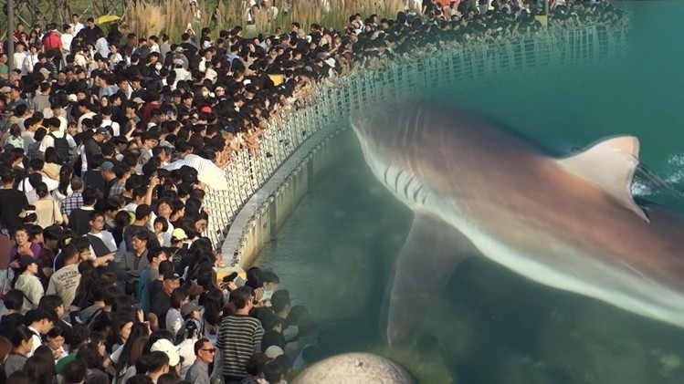 ‘궁금한 이야기 Y’ 부산 도심에 나타난 상어…여고 뒷산 ‘복면남’ 정체는