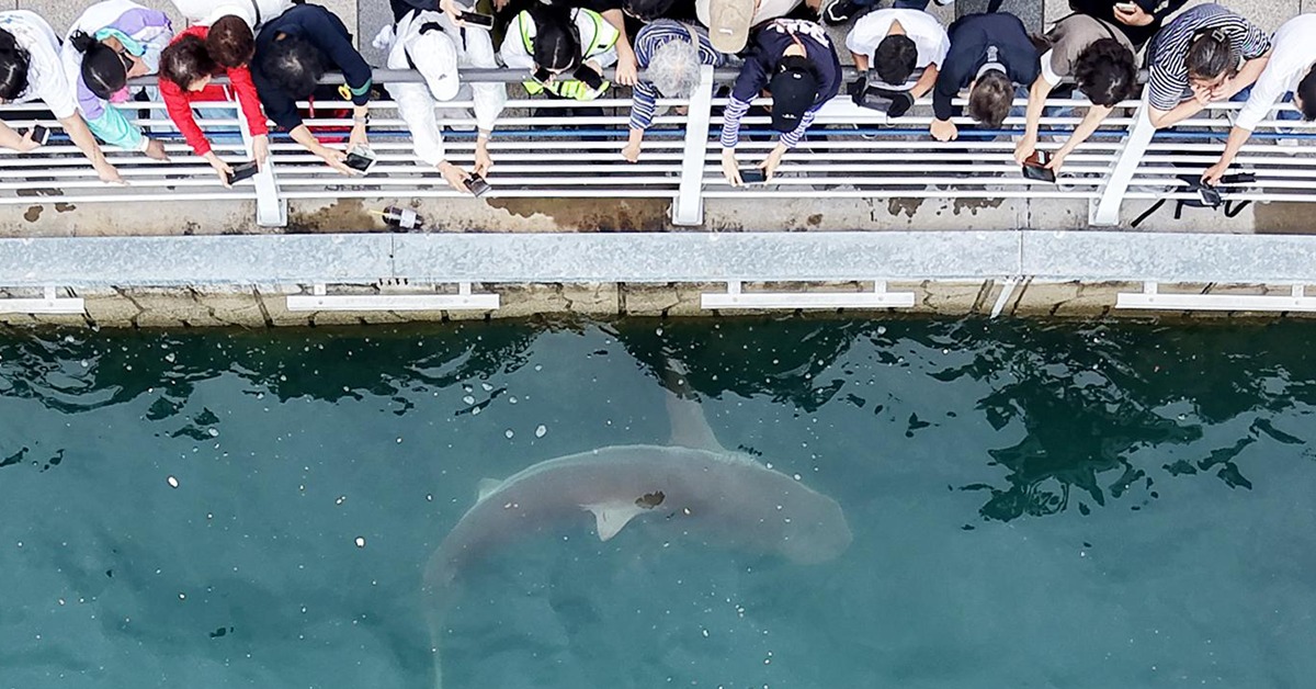 부캉이 관련 키링·의류 등 40개 품목 대상 개인 상표 출원 5건 확인되자 논란 폭발