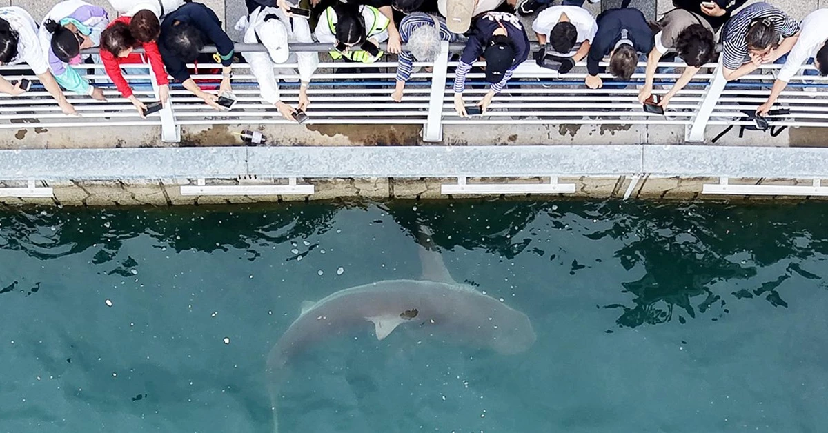 지난달 29일 부산 동구 북항 친수공원 수로에서 관계자들이 선박과 워터펌프를 동원해 상어 부캉이를 외해로 유도하고 있는 가운데 시민들이 부캉이를 관람하고 있다. / 뉴스1
