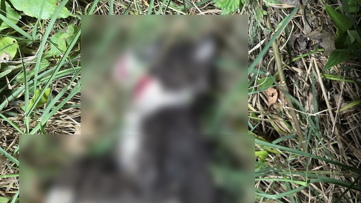 울산서 새끼 고양이 잇따라 폐사하는 일 발생…무슨 일?