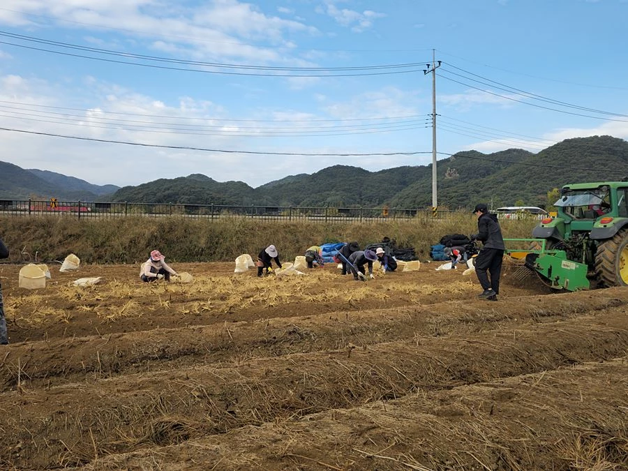 '민통선·감악산 청정지대서 자란 6년근'...파주개성인삼축제 17일 개막