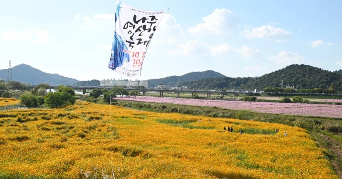 영산강정원을 비롯해 영산강 둔치, 그리고 들섬과 동섬 일대에는 코스모스, 해바라기, 백일홍, 댑싸리, 메밀꽃 등 억만 송이의 가을꽃들이 바람에 흔들리며 장관을 연출했다. / 노해섭 기자