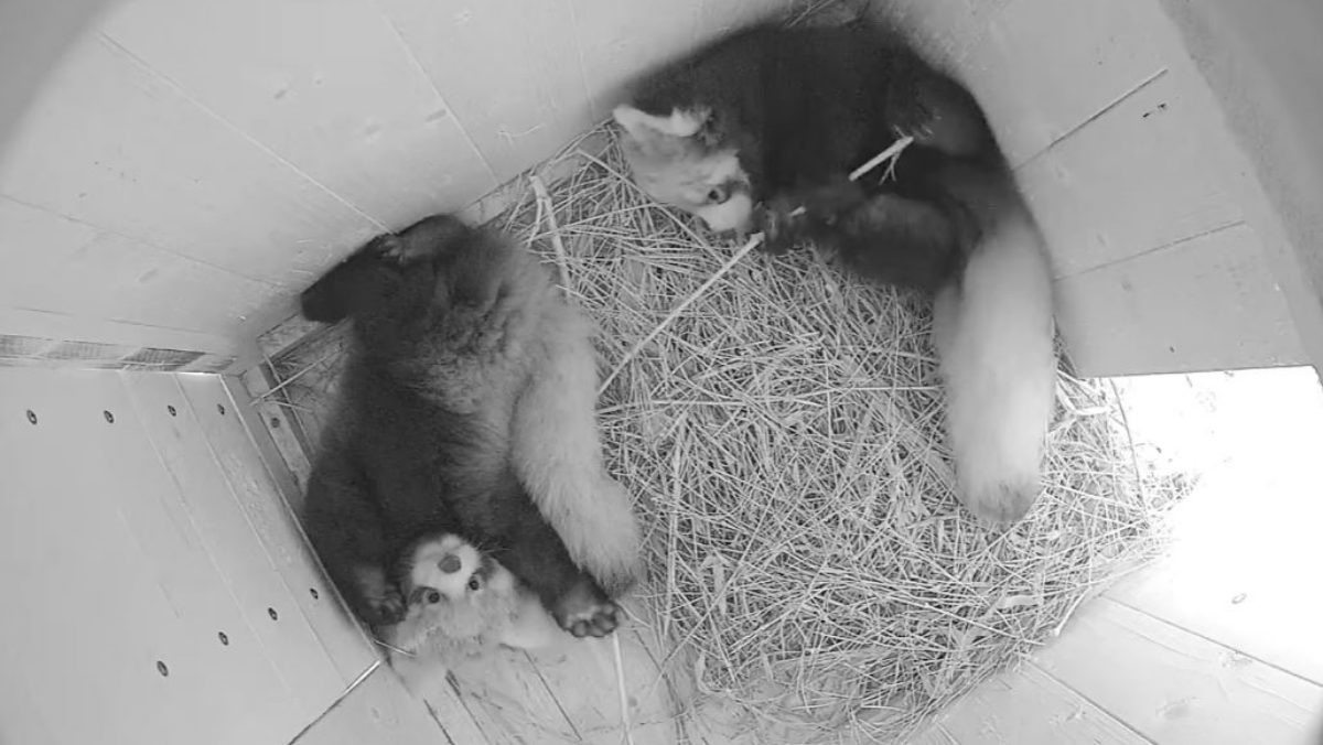국내 최초로 무려 2마리나 태어난 '멸종위기 동물'…14일부터 볼 수 있어