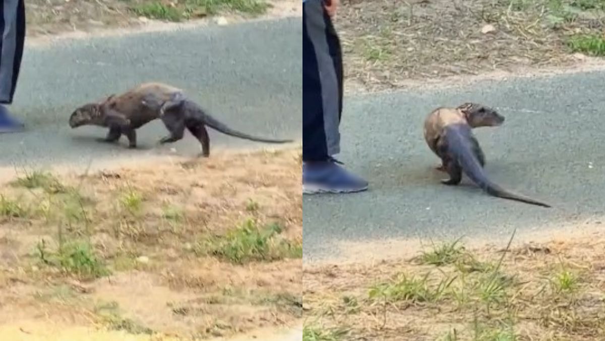 부산은 대체 어떤 곳?… 부캉이에 이어 또 나타난 '뜻밖의 동물' 정체