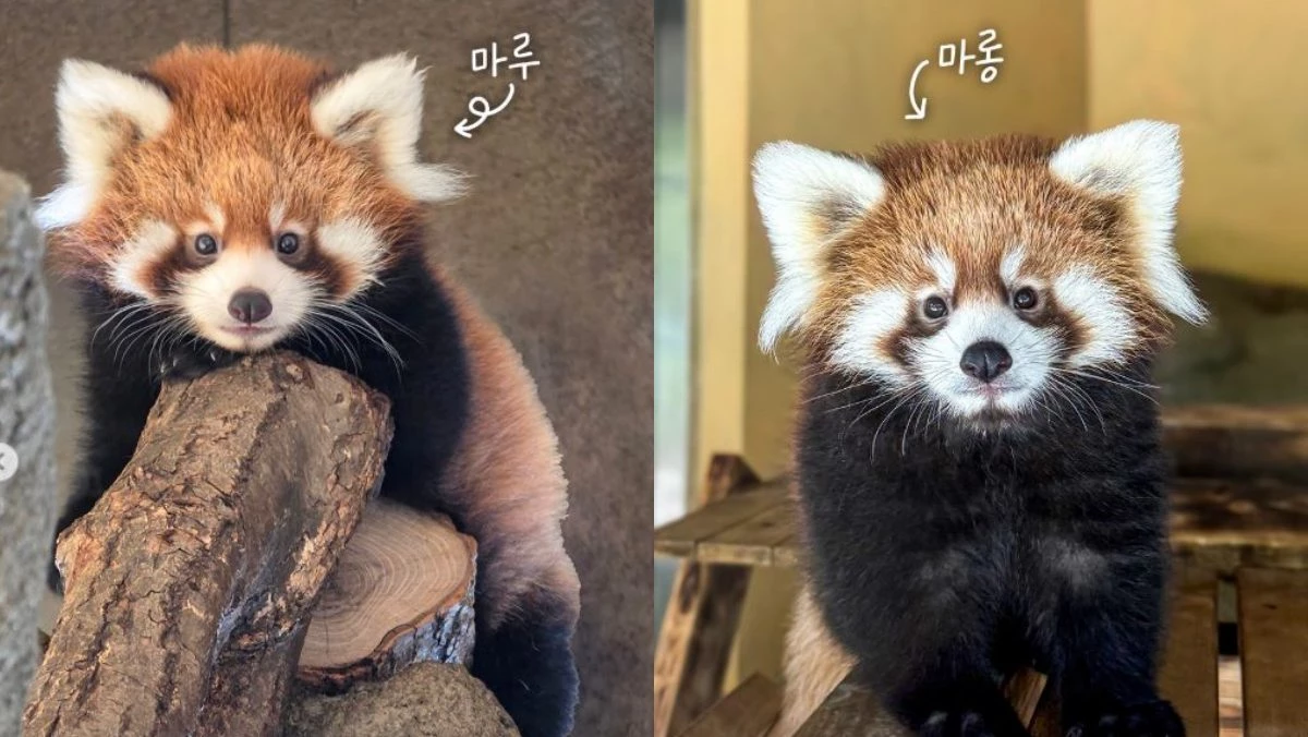 서울대공원에서 태어난 레서판다 쌍둥이, 마루(왼)과 마롱(오). / 서울대공원 인스타그램