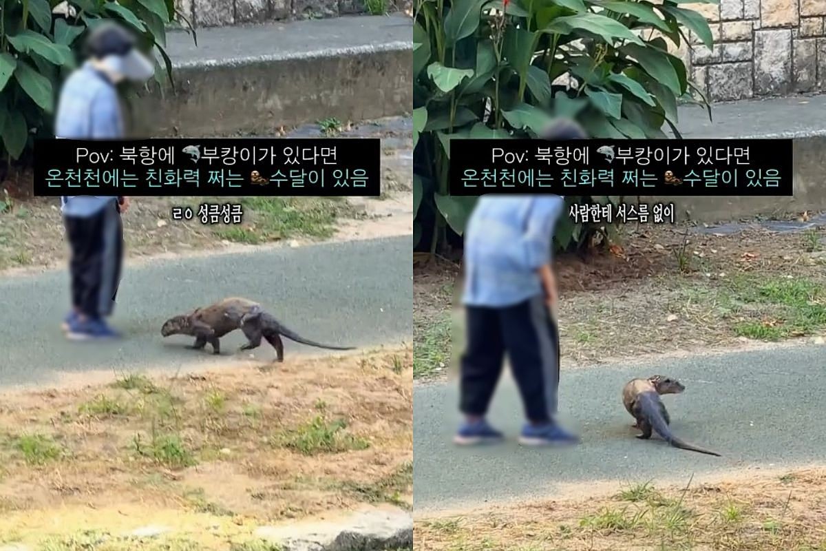 부산 온천천에서 포착된 야생 수달. / 스레드 캡처