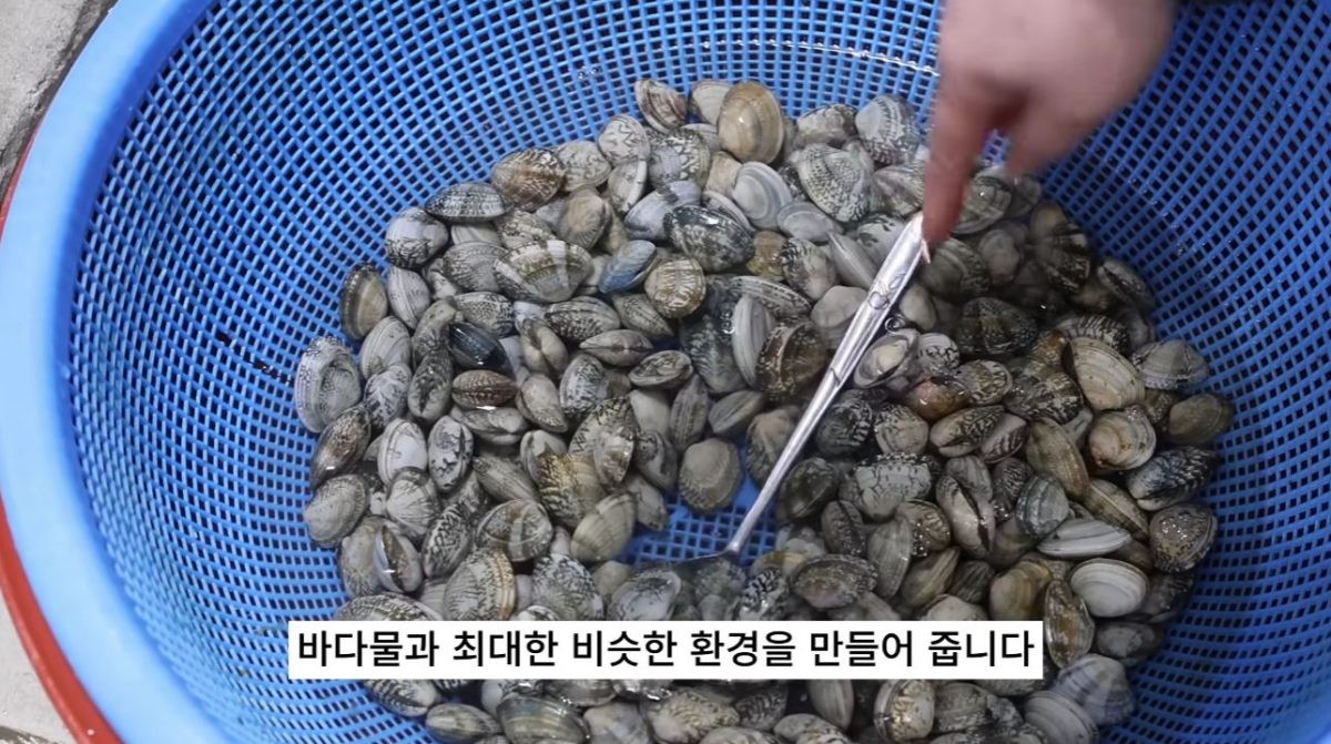 매번 어려워 고생했는데…'이렇게' 하면 집에서 30분 만에 바지락 해감 끝납니다 [위키꿀팁]