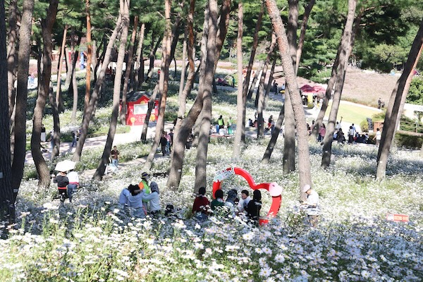 정읍 구절초 꽃축제, 이번 주 만개 전망…18일까지 공연·체험 이어진다