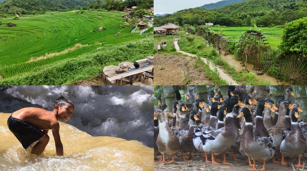 ‘세계테마기행’ 일반 오리보다 3배 비싸다…베트남의 귀한 오리