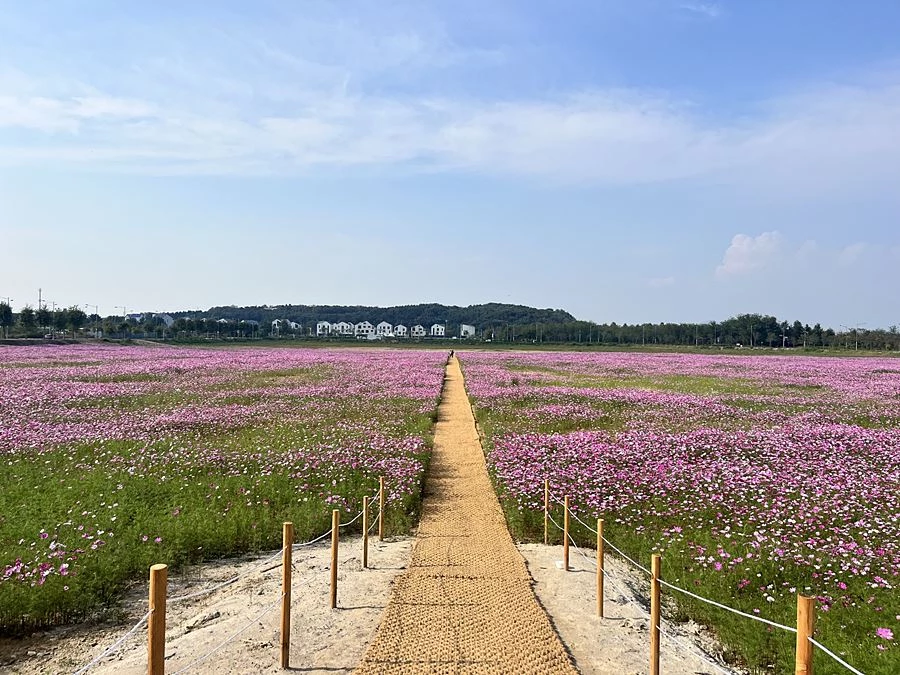 유휴지 활용해 가을 풍경 만든 영종구…미단시티 4만㎡ 코스모스 꽃밭 개방