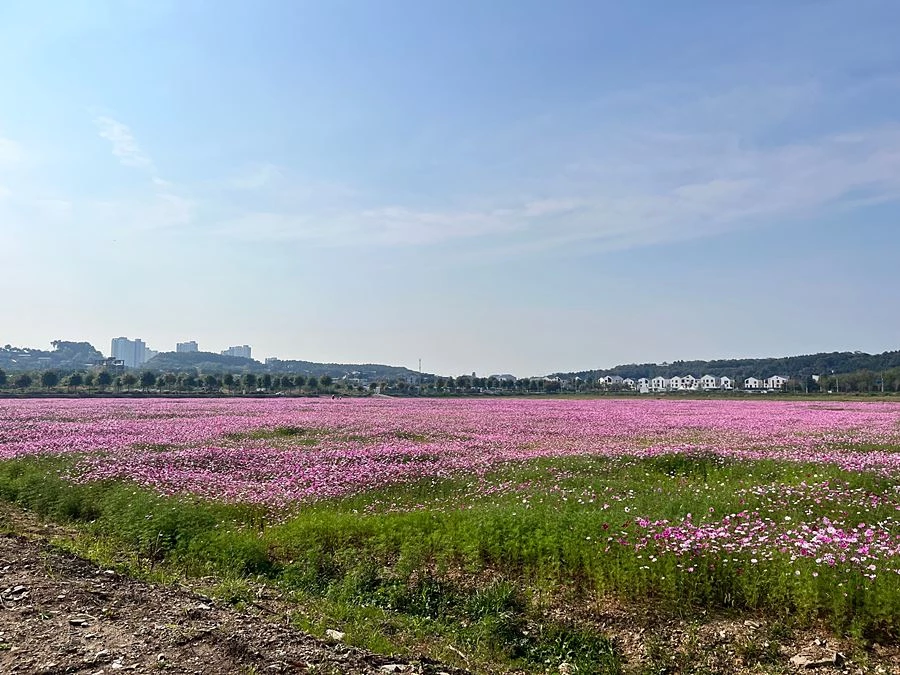 유휴지 활용해 가을 풍경 만든 영종구…미단시티 4만㎡ 코스모스 꽃밭 개방