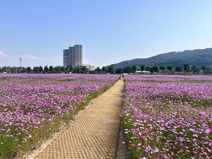 유휴지 활용해 가을 풍경 만든 영종구…미단시티 4만㎡ 코스모스 꽃밭 개방