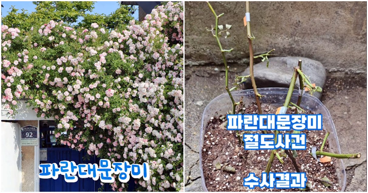 사진 명소 장미 10개 가위로 싹둑 자른 60대 여성의 범행 이유... 소유주 입장 밝혔다