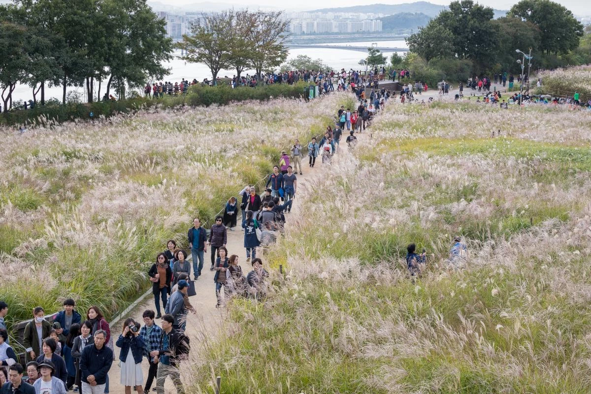 하늘공원 억새밭 / 뉴스1